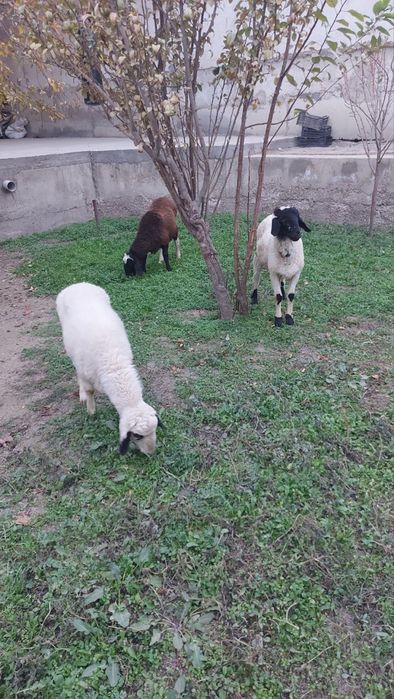 Эгизак кучкорлар сотилади