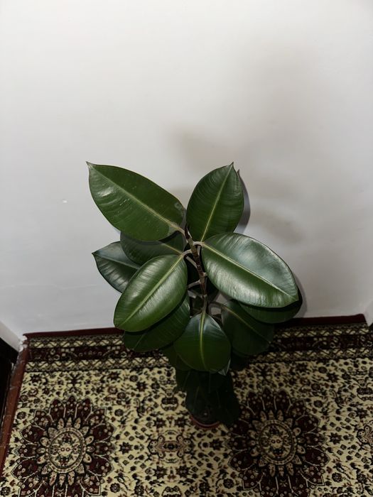 Fikus guli. Bóyi ikki xil