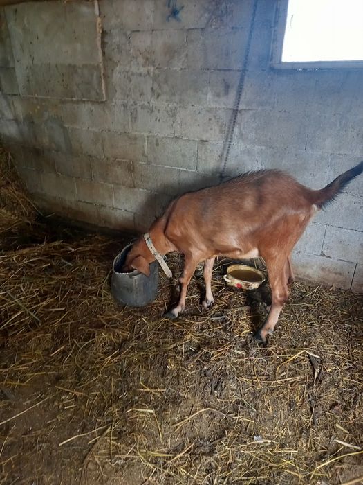 Vând capră din mama bună de lapte