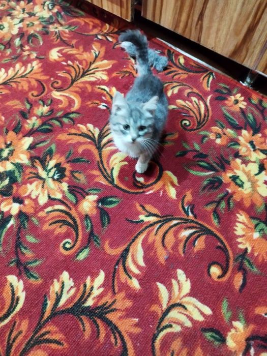 Отдам даром очень красивого котенка