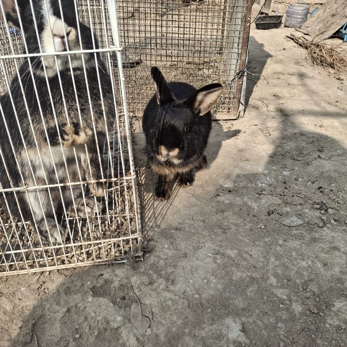 Декаративный кролики