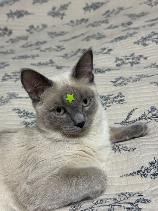 Отдам в добрые руки