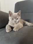 Baiat british shorthair