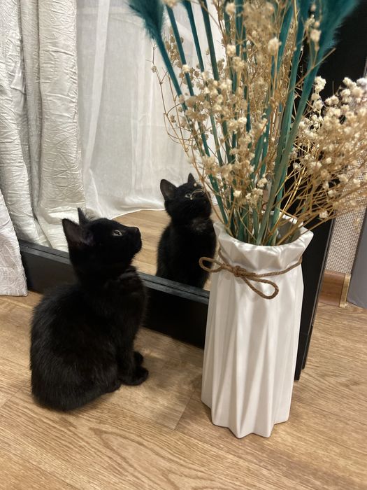 Отдам котенка даром