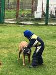 Catea rasa Malinois