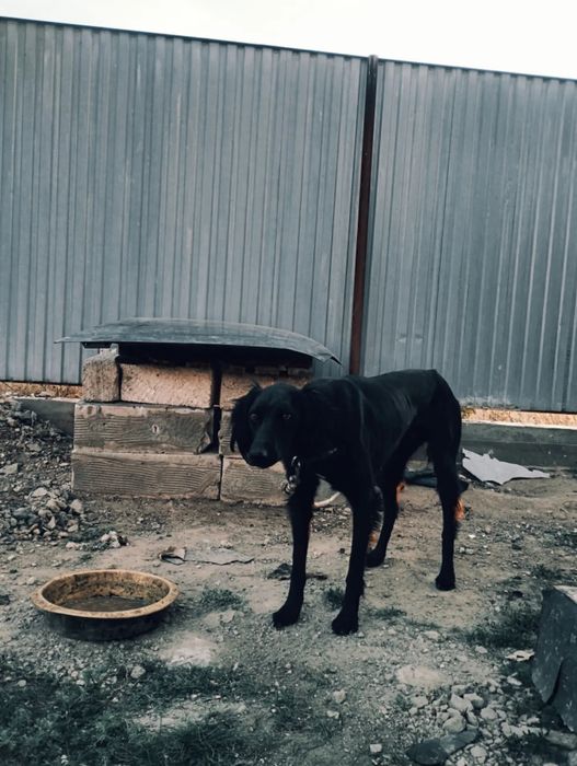 Шашақ тазы сатылады 2жасар еркек