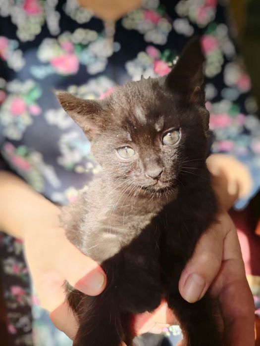 Сиамские котята очень пушистые и красивые