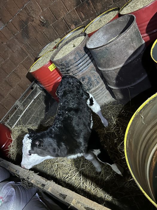 Vand vitea baltata pe negru