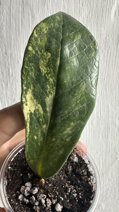Замиакулькас Long Leaf Variegata – укоренённые листики