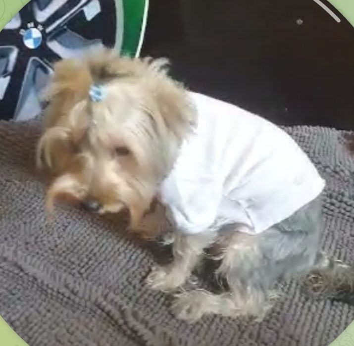 Продам йоркширского терьера (мальчик)