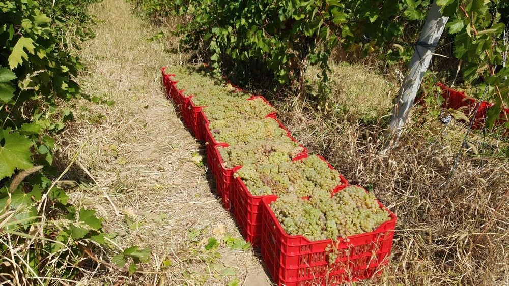 Struguri de Vin Din Vie Vrancea - Calitate la Preturi Mici