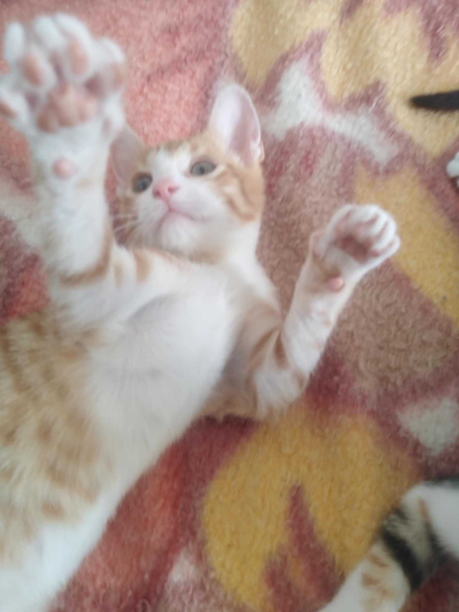 Две котенца търсят дом