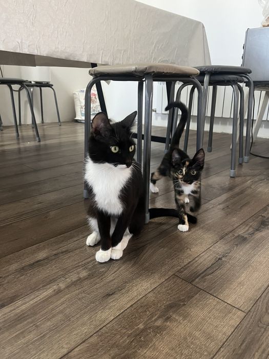 Мысық беремін жақсы адамдарға қарайтын өздері ойыншыл