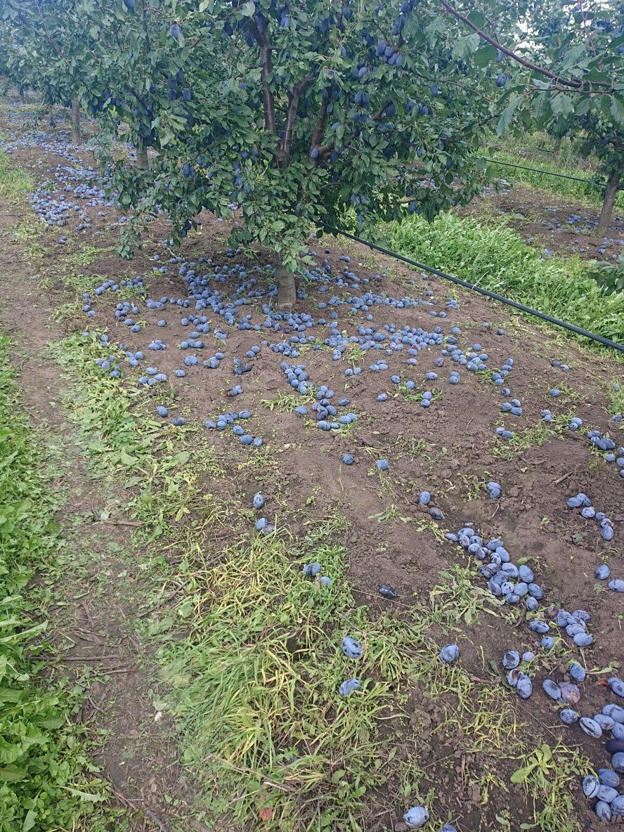 Vand PRUNE diverse soiuri