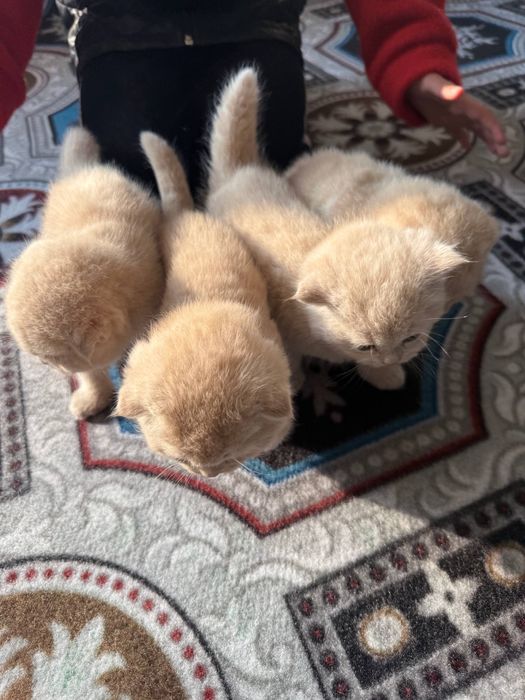 Котята скотиш фолд