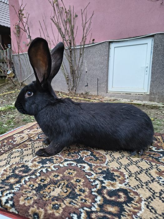 Mascul Pestriț German