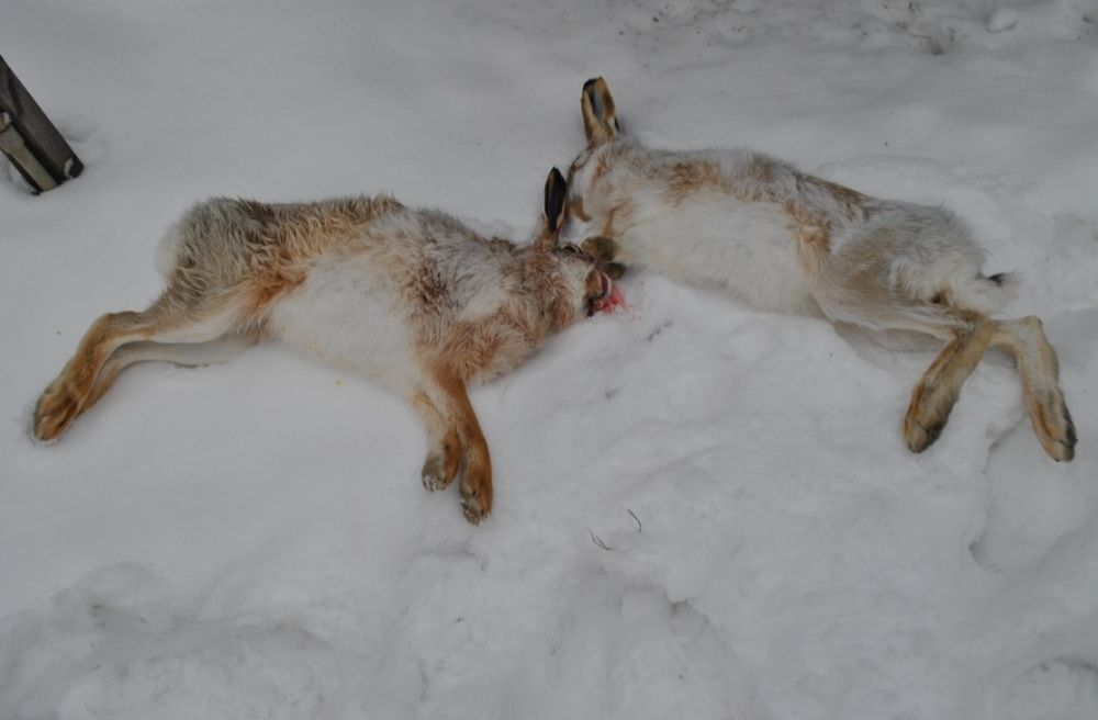 Мясо дикого заяца