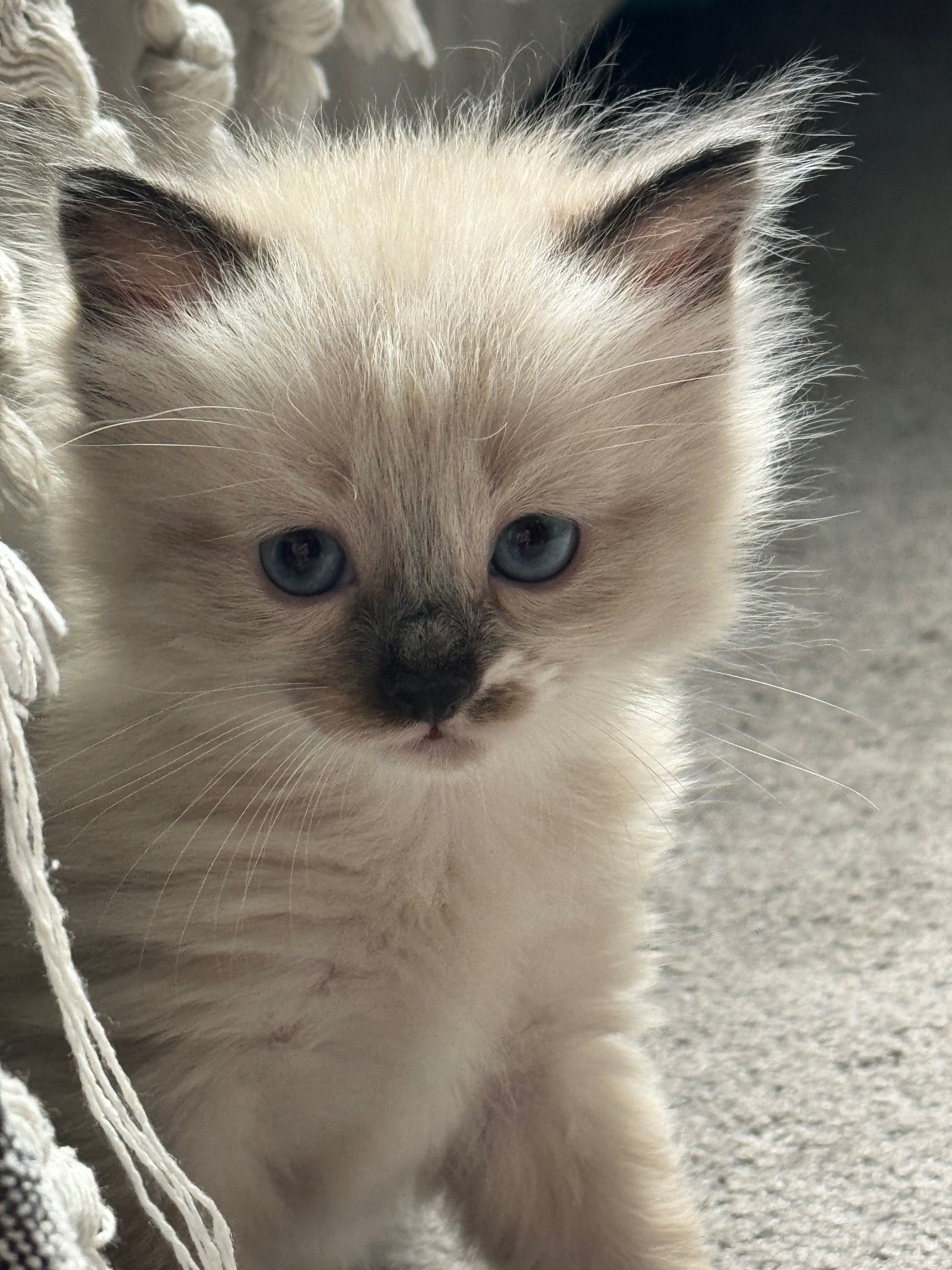 Балинезийские котята