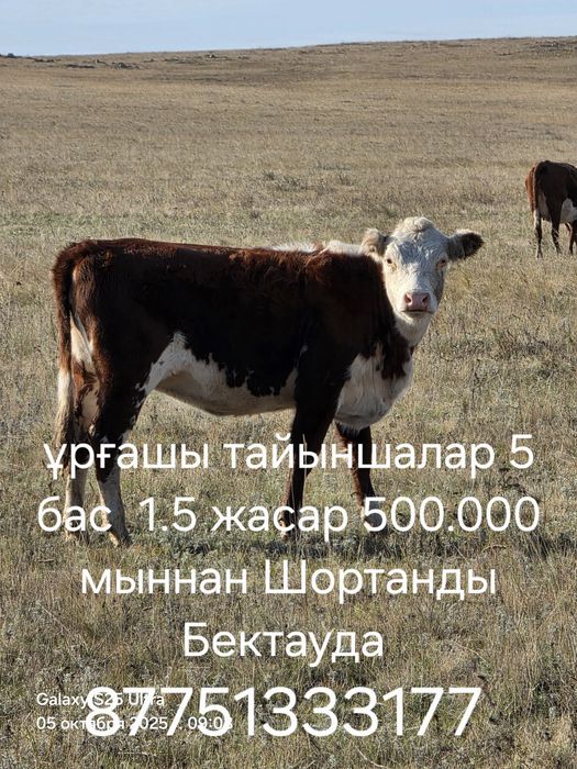 Семіз ұрғашы тайыншалар