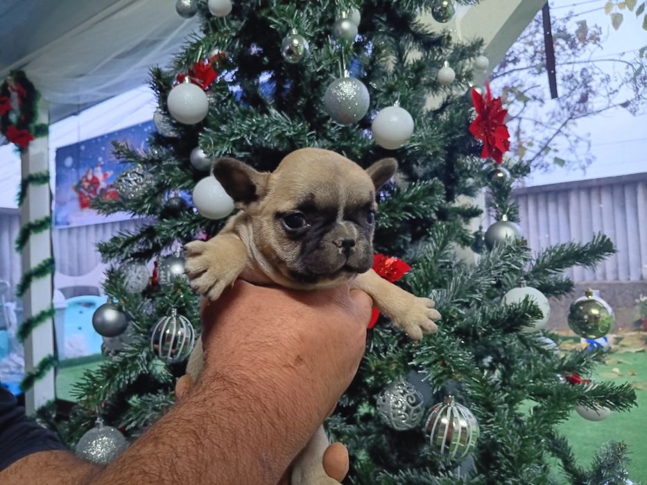 Френски булдог french bulldog