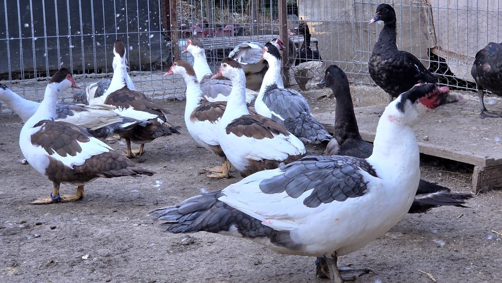 Rate lesesti (mute) cotofana. Diaponibile 2 culori