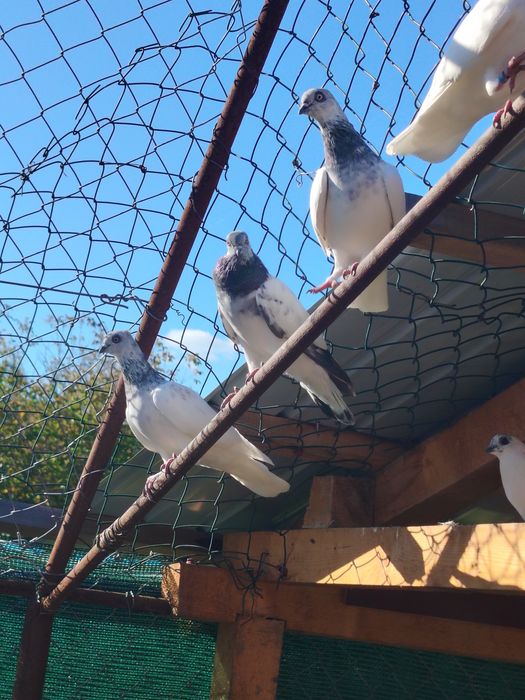 Pereche fazani si porumbei