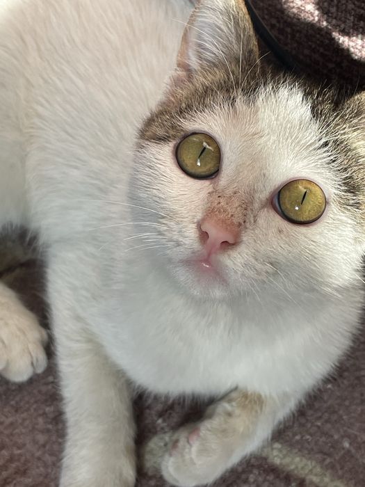 Отдам кота в хорошие и ответственные руки