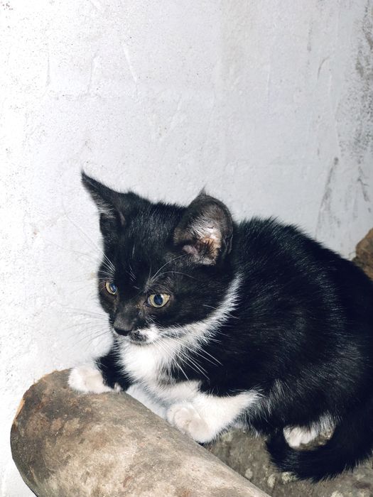 Dau spre adoptie pui de pisica