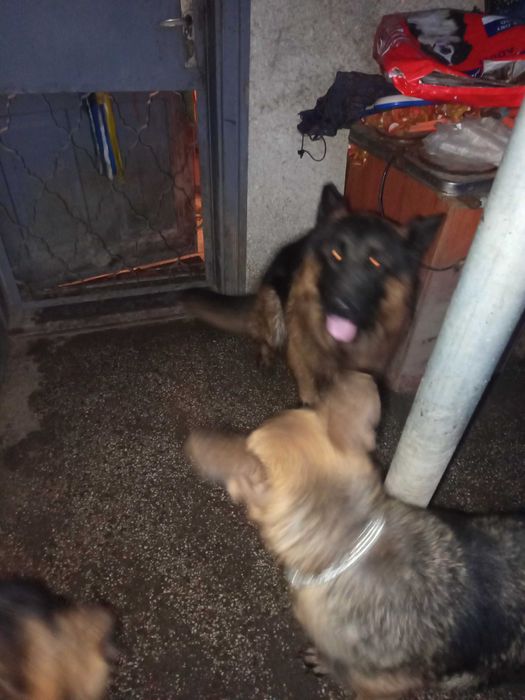 Продавам Немски овчарки