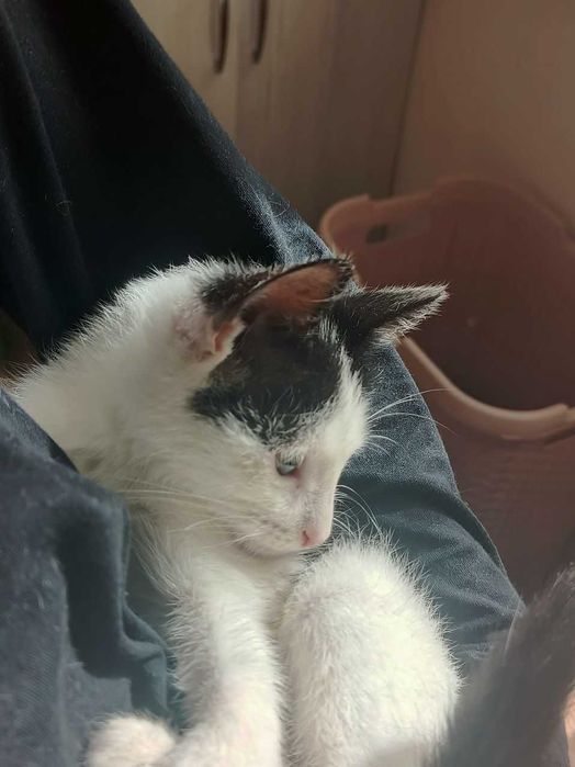 Отдаем котёнка БЕСПЛАТНО