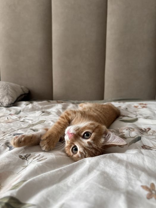 Котенок ищет себе дом