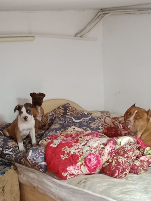 Кобель на вязку американец