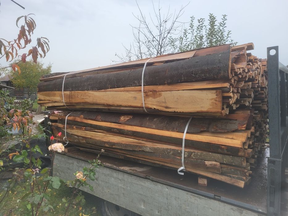 Bonturi de fag uscate