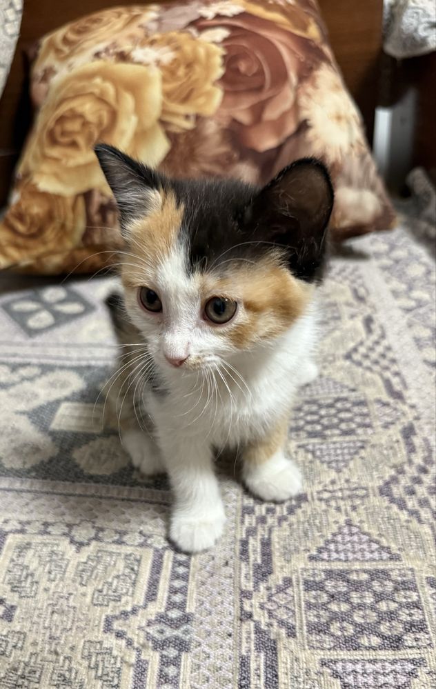 Отдам котят в добрые руки