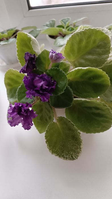 Фиалка сортовая красивая
