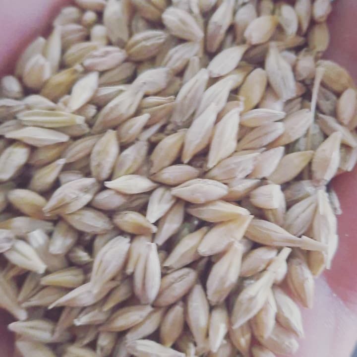 Пшеница,Ячмень,Кукуруза,Отруби