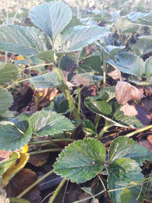 stoloni de capsuni MARMOLADA