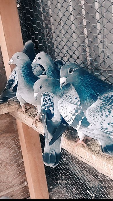 Vând porumbei voiajori