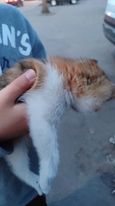 Отдам котёнка девочку.