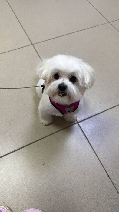 Вязка, джентльмен ищет даму