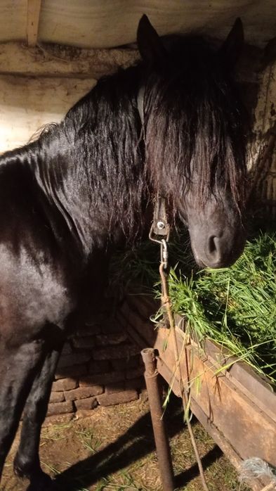 Vând armăsar de 6 ani