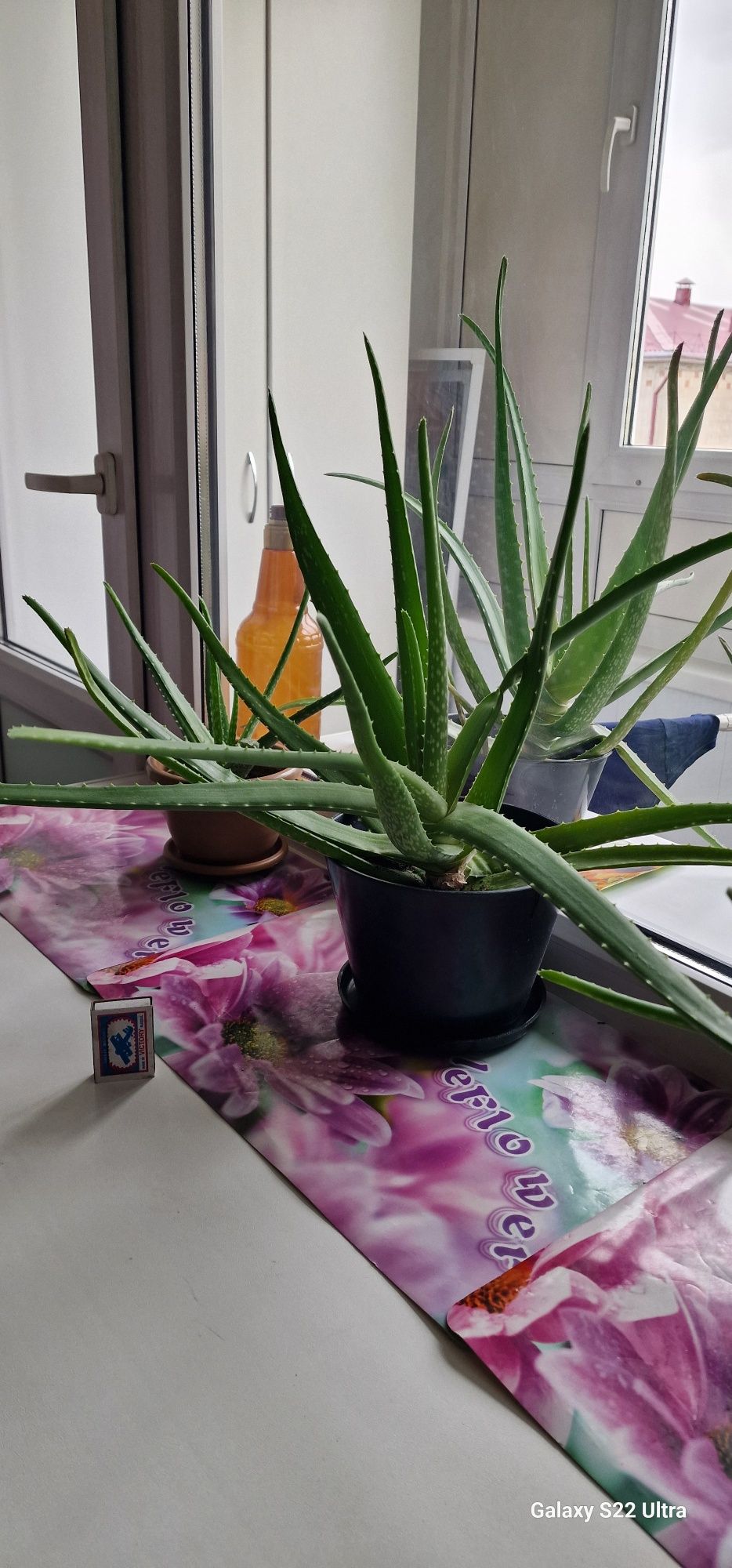 Продам алое с горшком
