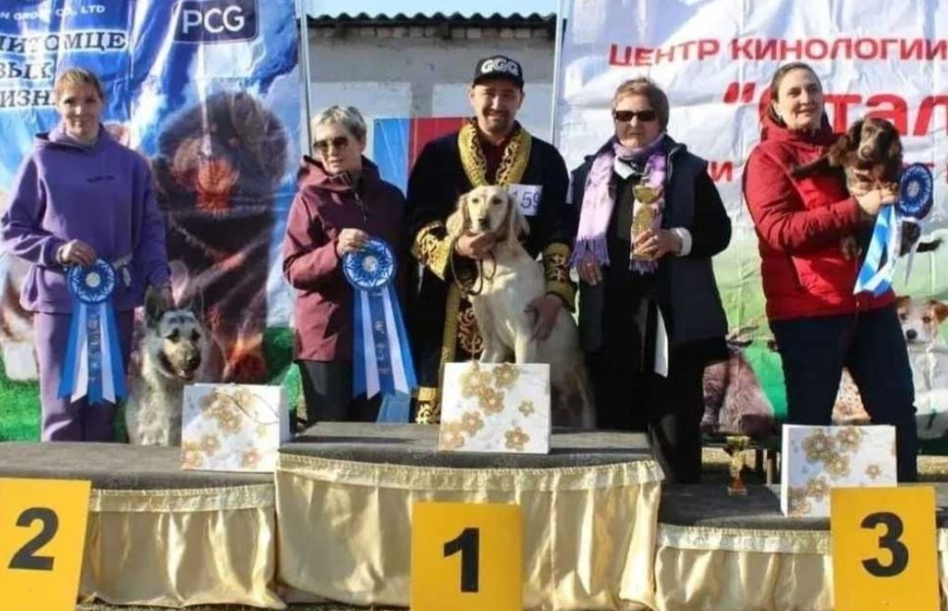 Продаётся щенок казахская тазы