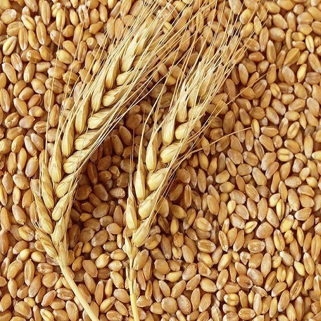 Продам пшеницу сухой чистый после очистки