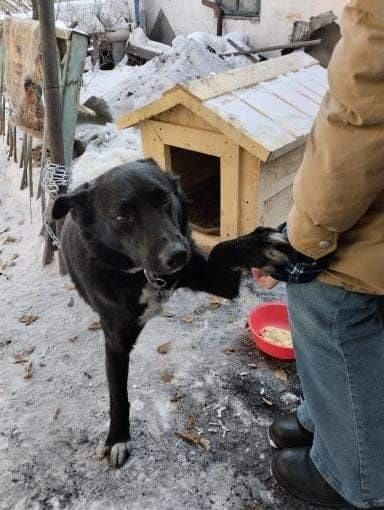 Чарли  в поисках  ДОМА !