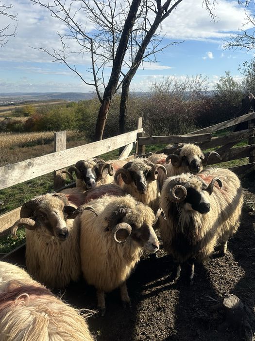 Disponibil 9 berbeci la un pret bun