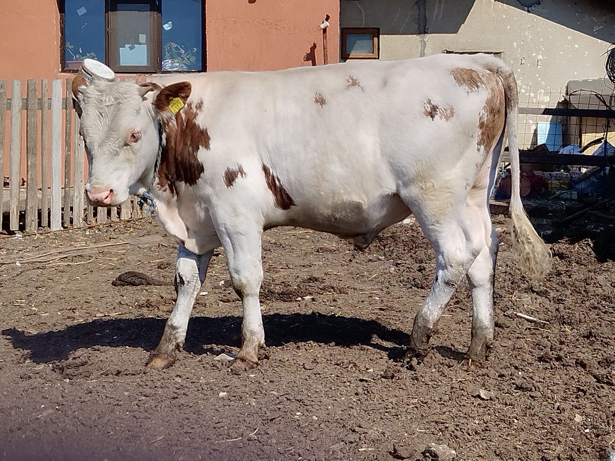 Vand taure de aprx 350 kg si vaca de lapte la al treilea vitel