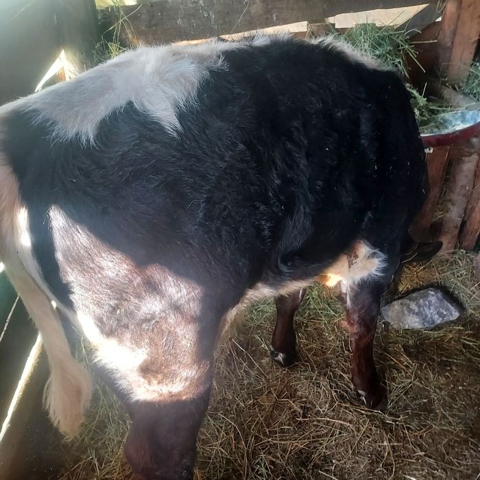 Vînd vițel și vițică