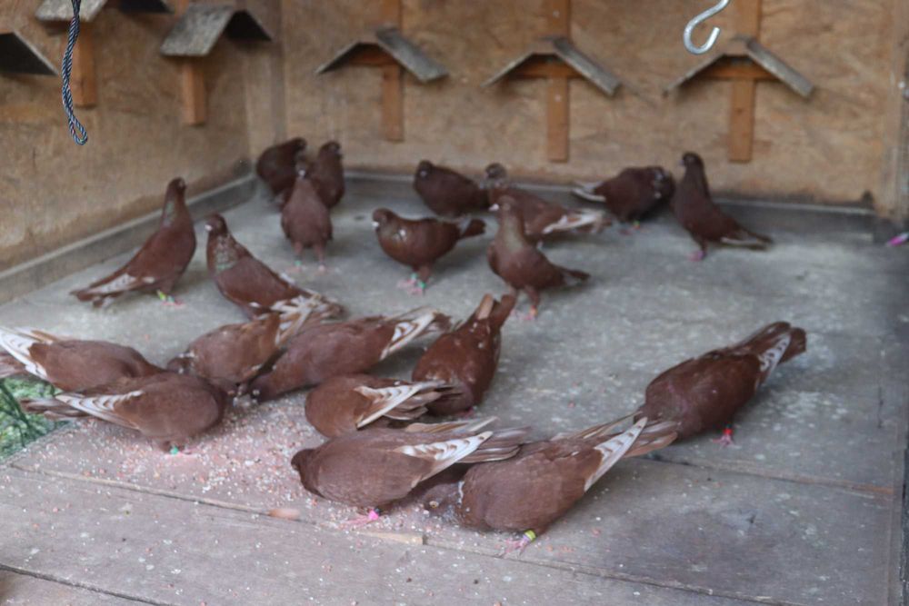 Porumbei Zburători Roșii de Târgoviște