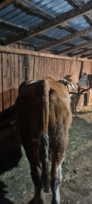 Vand vaci.            .